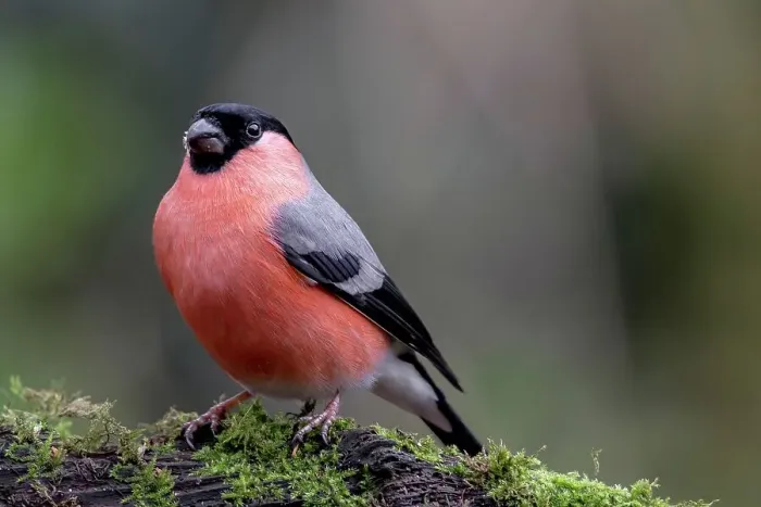 Framed Print : Male Bullfinch (Pyrrhula pyrrhula) perching on a tree branch
