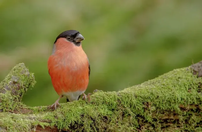 Framed Print : Male Bullfinch (Pyrrhula pyrrhula) perching on a tree branch Framed Print : Male Bullfinch (Pyrrhula pyrrhula) perching on a tree branch