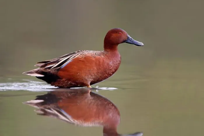 Framed Print : Male Cinnamon teal (Anas cyanoptera) wading in a pond Framed Print : Male Cinnamon teal (Anas cyanoptera) wading in a pond