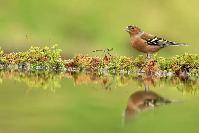 Framed Print : Male Common chaffinch (Fringilla coelebs) reflecting in a pool Framed Print : Male Common chaffinch (Fringilla coelebs) reflecting in a pool