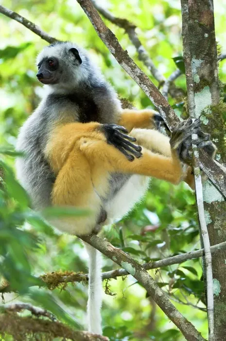 Framed Print : Male Diademed Sifaka (Propithecus diadema) resting in rainforest canopy Framed Print : Male Diademed Sifaka (Propithecus diadema) resting in rainforest canopy