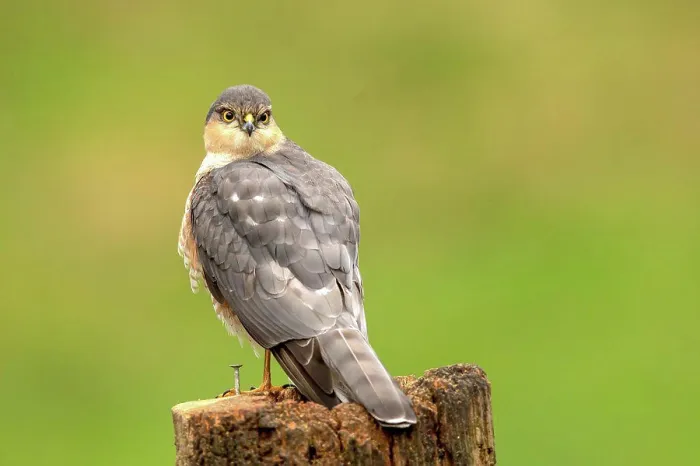 Framed Print : Male Eurasian Sparrowhawk (Accipiter nisus) perching on a tree stump, Dumfries, Scotland Framed Print : Male Eurasian Sparrowhawk (Accipiter nisus) perching on a tree stump, Dumfries, Scotland