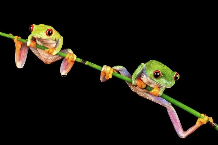 Framed Print : Male and female Red-Eyed Tree frogs (Agalychnis callidryas) isolated on black background