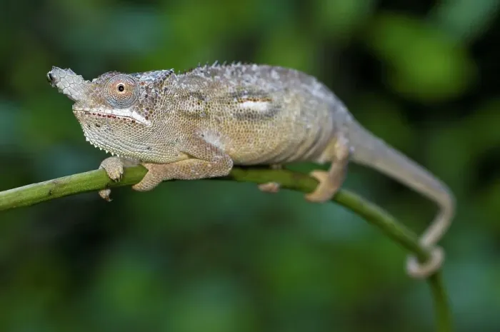 Framed Print : Male Highland Horned chameleon (Furcifer minor) from south central highlands near Ambositra Framed Print : Male Highland Horned chameleon (Furcifer minor) from south central highlands near Ambositra
