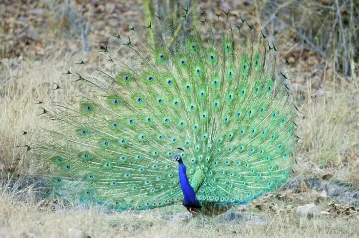 Framed Print : Male Indian Peafowl (Pavo cristatus) displaying tail feathers Framed Print : Male Indian Peafowl (Pavo cristatus) displaying tail feathers