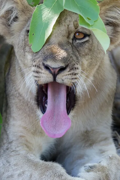 Framed Print : Male Lion cub (Panthera leo) resting / yawning under a bush Framed Print : Male Lion cub (Panthera leo) resting / yawning under a bush