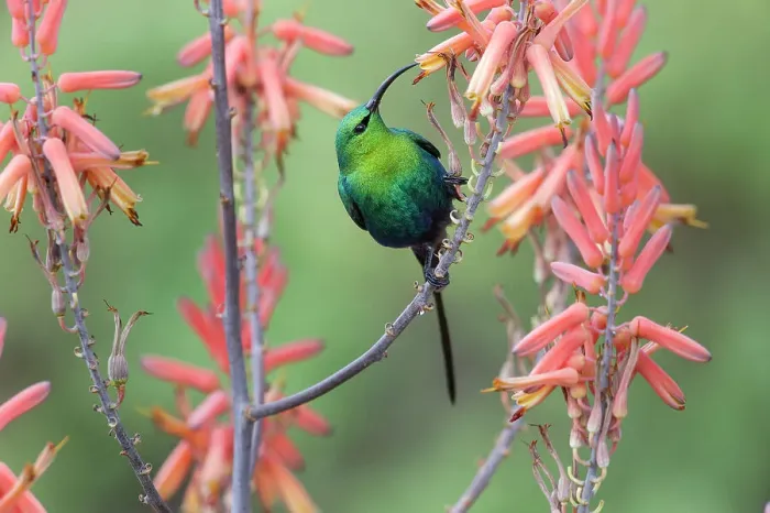 Framed Print : Male Malachite Sunbird (Nectarinia famosa) feeding on Aloe flower Framed Print : Male Malachite Sunbird (Nectarinia famosa) feeding on Aloe flower
