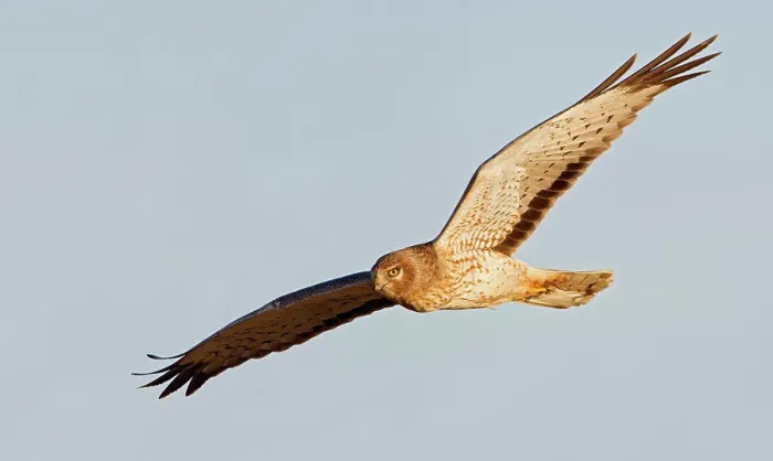 Framed Print : Male Northern harrier (Circus cyaneus) in flight across a blue sky background Framed Print : Male Northern harrier (Circus cyaneus) in flight across a blue sky background