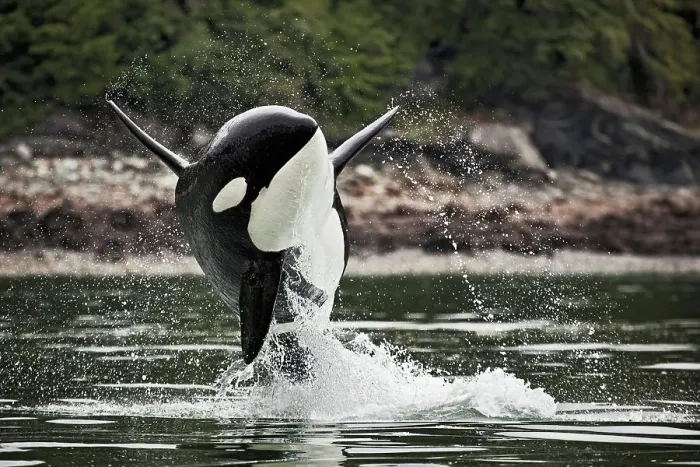 Framed Print : A male orca can be identified easily by its tall and straight dorsal fins