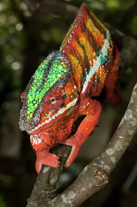 Framed Print : Male Panther chameleon (Furcifer pardalis) in aggressive posture Framed Print : Male Panther chameleon (Furcifer pardalis) in aggressive posture