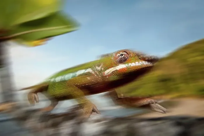 Framed Print : Male Panther chameleon (Furcifer pardalis) stalking prey in beach side vegetation Framed Print : Male Panther chameleon (Furcifer pardalis) stalking prey in beach side vegetation