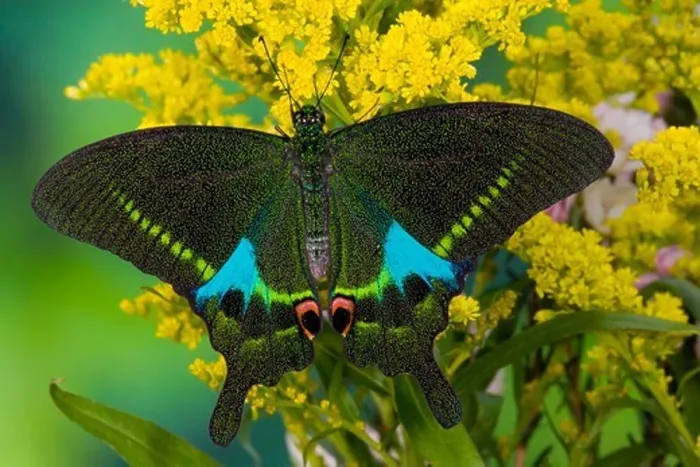 Framed Print : Male Paris Peacock Swallowtail Butterfly Framed Print : Male Paris Peacock Swallowtail Butterfly