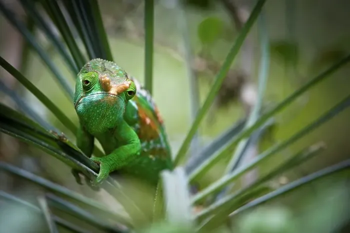 Framed Print : Male Parson's chameleon (Calumma parsonii) in canopy foliage Framed Print : Male Parson's chameleon (Calumma parsonii) in canopy foliage
