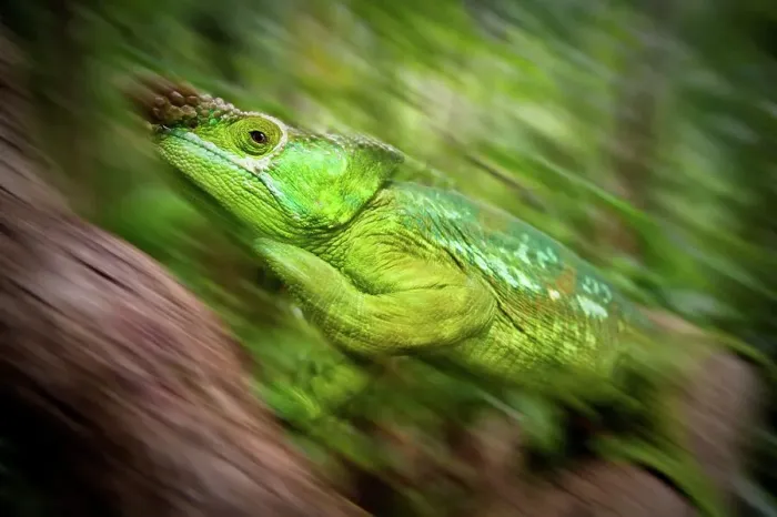Framed Print : Male Parson's chameleon (Calumma parsonii) in rainforest understory Framed Print : Male Parson's chameleon (Calumma parsonii) in rainforest understory