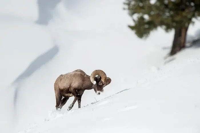 Framed Print : Male (ram) Rocky Mountain Bighorn Sheep (Ovis canadensis canadensis) searching for grazing beneath deep snow