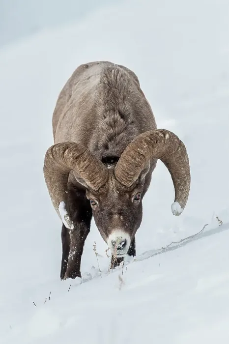 Framed Print : Male (ram) Rocky Mountain Bighorn Sheep (Ovis canadensis canadensis) searching for grazing beneath deep snow