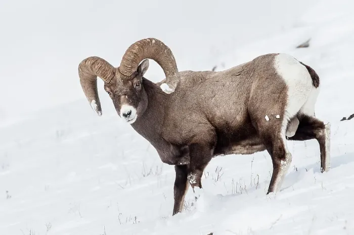 Framed Print : Male (ram) Rocky Mountain Bighorn Sheep (Ovis canadensis canadensis) in deep snow Framed Print : Male (ram) Rocky Mountain Bighorn Sheep (Ovis canadensis canadensis) in deep snow