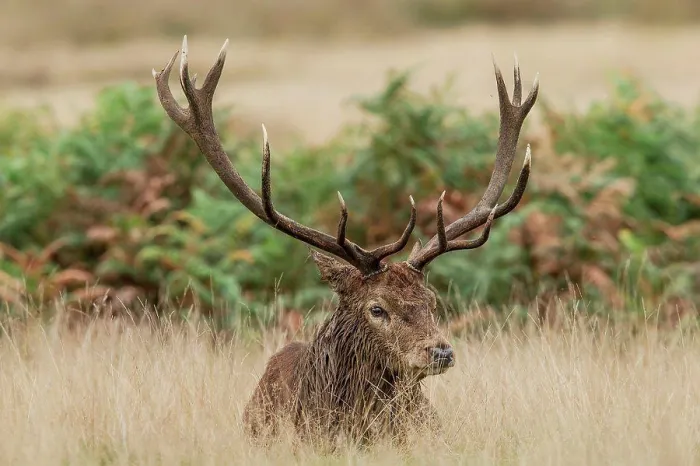 Framed Print : Male Red deer (Cervus elaphus) resting in long grass, Richmond Park, London, England Framed Print : Male Red deer (Cervus elaphus) resting in long grass, Richmond Park, London, England