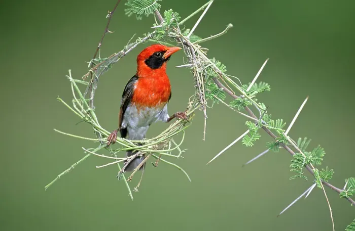 Framed Print : Male Red-headed Weaver (Anaplectes rubriceps) in early stages of constructing its nest Framed Print : Male Red-headed Weaver (Anaplectes rubriceps) in early stages of constructing its nest