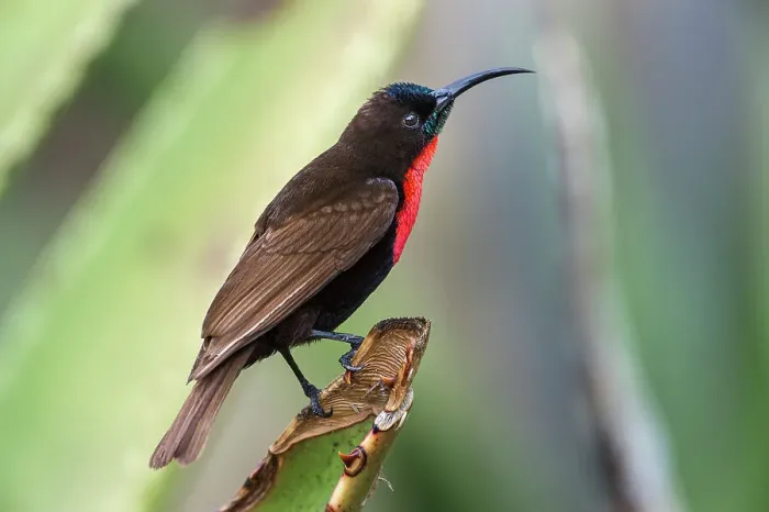 Framed Print : Male Scarlet-chested Sunbird (Chalcomitra senegalensis) perched on Aloe flower Framed Print : Male Scarlet-chested Sunbird (Chalcomitra senegalensis) perched on Aloe flower