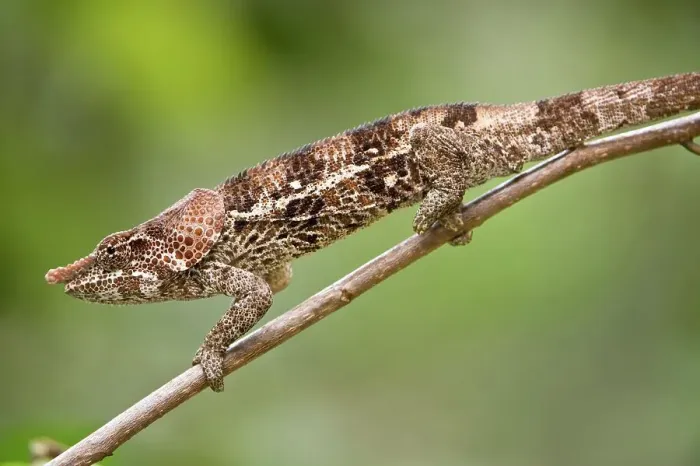 Framed Print : Male Short-Horned chameleon (Calumma brevicorne) actively foraging Framed Print : Male Short-Horned chameleon (Calumma brevicorne) actively foraging