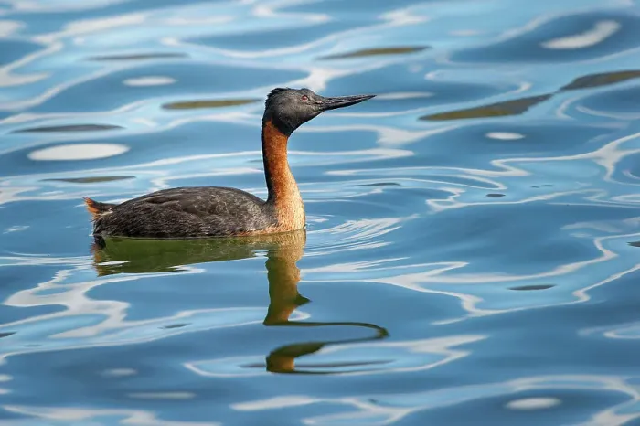 Framed Print : Male Southern Great Grebe (Podiceps major) on freshwater lake