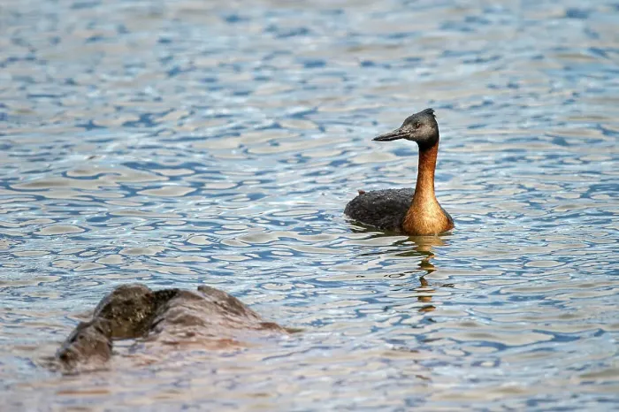 Framed Print : Male Southern Great Grebe (Podiceps major) on freshwater lake