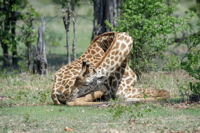 Framed Print : Male Thornicroft's Giraffe (Giraffa camelopardalis) resting / sleeping Framed Print : Male Thornicroft's Giraffe (Giraffa camelopardalis) resting / sleeping