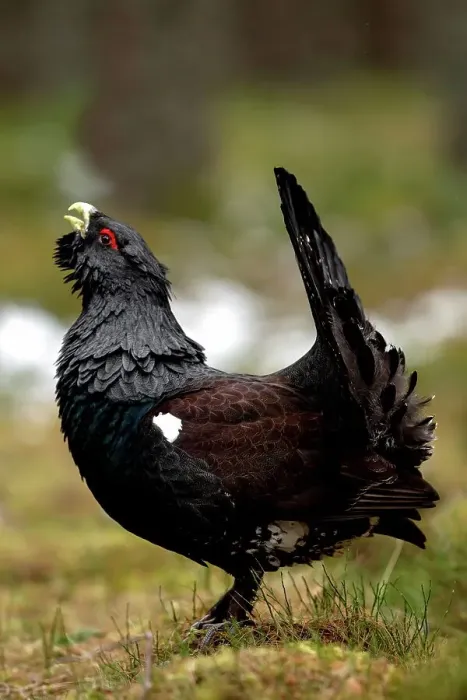 Framed Print : Male Western Capercaillie (Tetrao urogallus) in a forest Framed Print : Male Western Capercaillie (Tetrao urogallus) in a forest