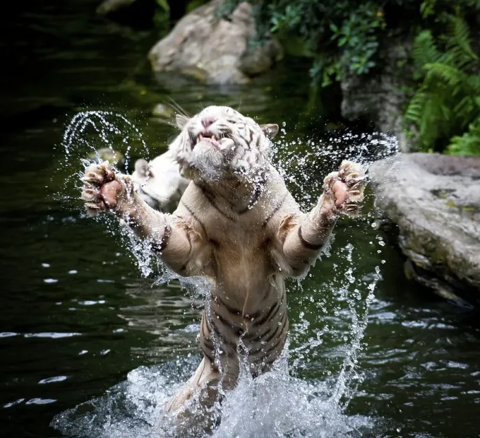 Framed Print : Male White tiger (Panthera tigris tigris) catching food