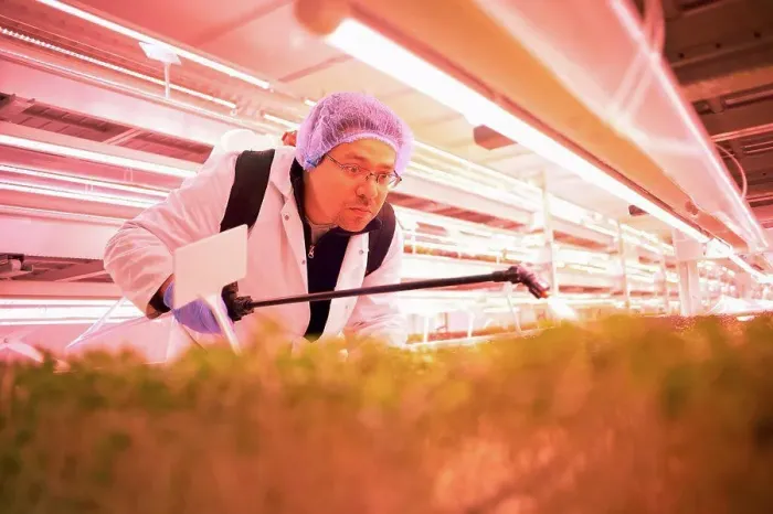 Framed Print : Male worker bending forward to spray micro greens in underground tunnel nursery, London, UK Framed Print : Male worker bending forward to spray micro greens in underground tunnel nursery, London, UK