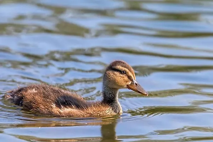 Framed Print : Mallard Duck Baby on water surface, Ducklings Swimming Framed Print : Mallard Duck Baby on water surface, Ducklings Swimming