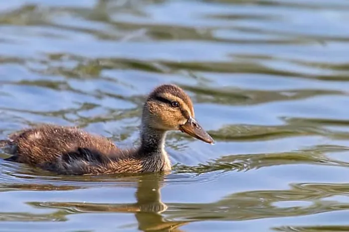 Framed Print : Mallard Duck Baby on water surface, Ducklings Swimming Framed Print : Mallard Duck Baby on water surface, Ducklings Swimming