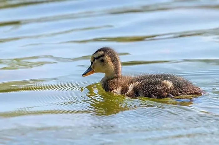 Framed Print : Mallard Duck Baby on water surface, Ducklings Swimming Framed Print : Mallard Duck Baby on water surface, Ducklings Swimming