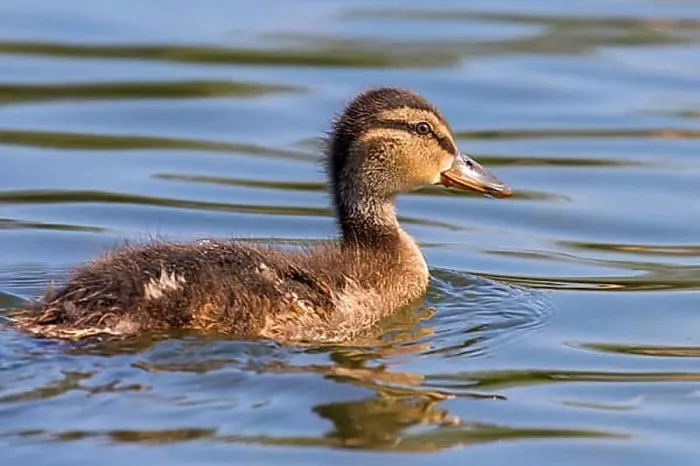 Framed Print : Mallard Duck Baby on water surface, Ducklings Swimming Framed Print : Mallard Duck Baby on water surface, Ducklings Swimming