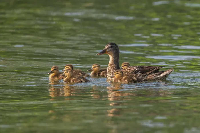 Framed Print : Mallard duck and ducklings on water Framed Print : Mallard duck and ducklings on water