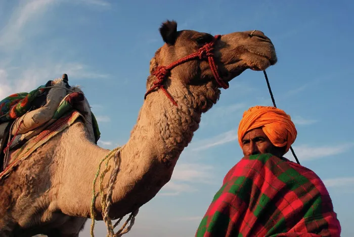 Framed Print : Man and camel Khuri Khuhri Jaisalmer Rajasthan India NOMR Copyright: xShivjixJoshi / DinodiaxPhotox Framed Print : Man and camel Khuri Khuhri Jaisalmer Rajasthan India NOMR Copyright: xShivjixJoshi / DinodiaxPhotox