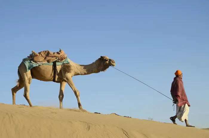 Framed Print : man with camel walking on Sand Dunes Khuhri Jaisalmer Rajasthan India Copyright: xSarveshxJoshi / DinodiaxPhotox