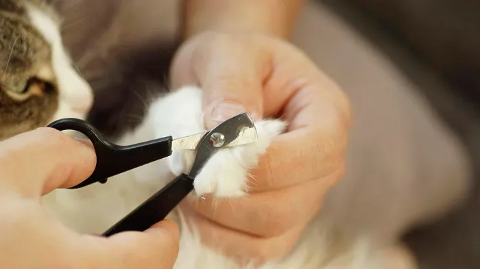 Framed Print : A man cuts a cat's claws Framed Print : A man cuts a cat's claws