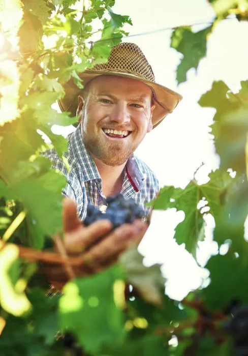 Framed Print : Man, farm and portrait with harvesting grapes in vineyard for wine making Framed Print : Man, farm and portrait with harvesting grapes in vineyard for wine making