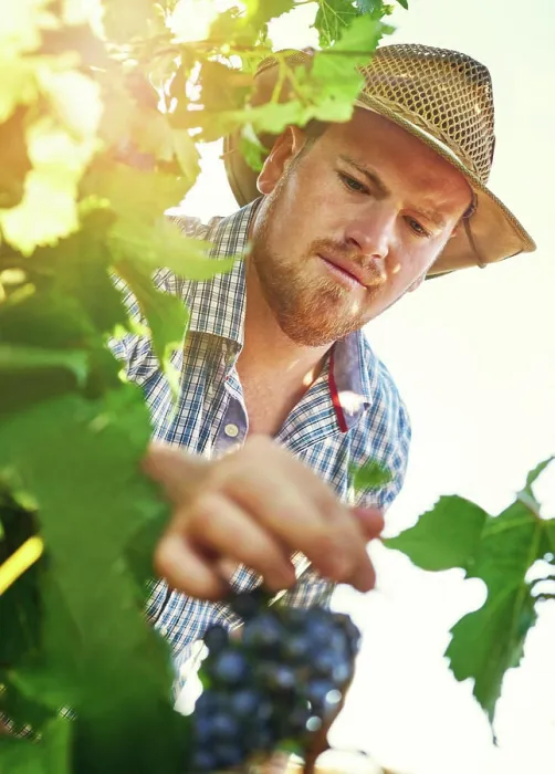 Framed Print : Man, farming and agriculture with harvesting grapes in season for wine making