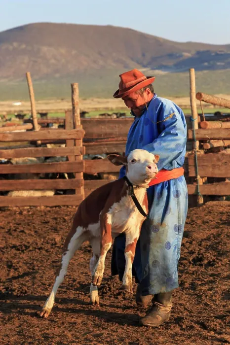 Framed Print : Man in traditional clothing (blue deel) handles calf in pen Framed Print : Man in traditional clothing (blue deel) handles calf in pen