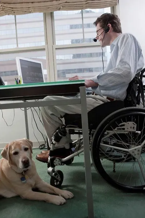 Framed Print : Man in a wheelchair with a Spinal Cord Injury and a headset working at desk in a home office with a service dog Framed Print : Man in a wheelchair with a Spinal Cord Injury and a headset working at desk in a home office with a service dog