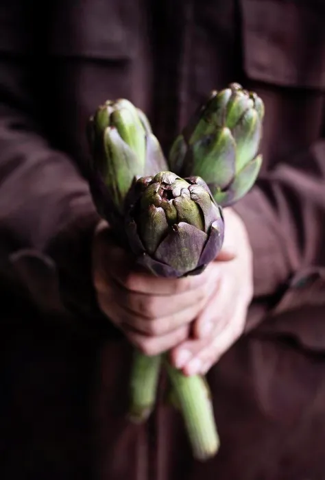 Framed Print : Man's hands holding artichokes Framed Print : Man's hands holding artichokes