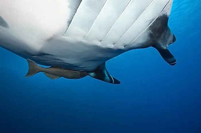 Framed Print : Manta, Manta birostris, Socorro, Revillagigedo Islands, Mexico, Central America