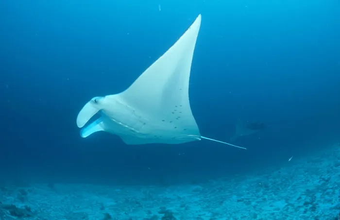 Framed Print : Manta ray Manta birostris Framed Print : Manta ray Manta birostris