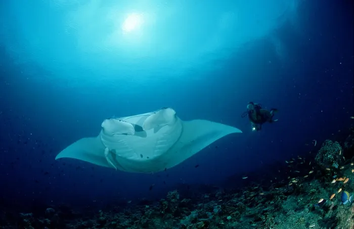 Framed Print : Manta ray and scuba diver Manta birostris Framed Print : Manta ray and scuba diver Manta birostris