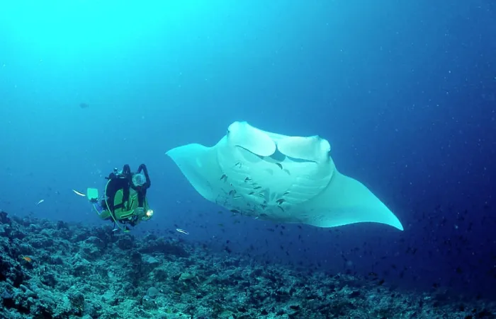 Framed Print : Manta ray and scuba diver, Manta birostris, Maldives Island, Indian Ocean, Ari Atol Framed Print : Manta ray and scuba diver, Manta birostris, Maldives Island, Indian Ocean, Ari Atol