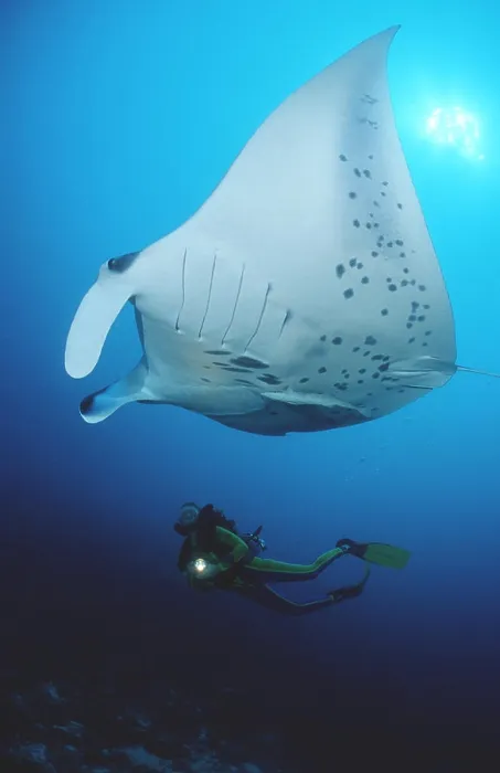 Framed Print : Manta ray and scuba diver Manta birostris Framed Print : Manta ray and scuba diver Manta birostris