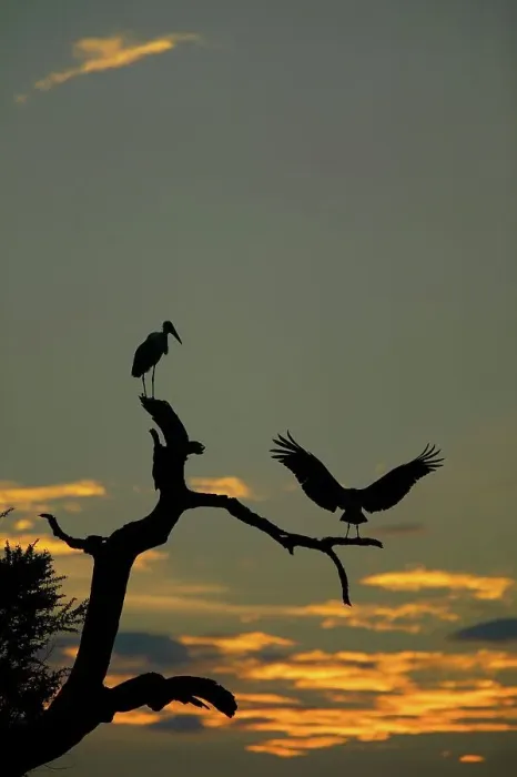 Framed Print : Marabou Stork (Leptopilos crumeniferns) in dead tree at sunset